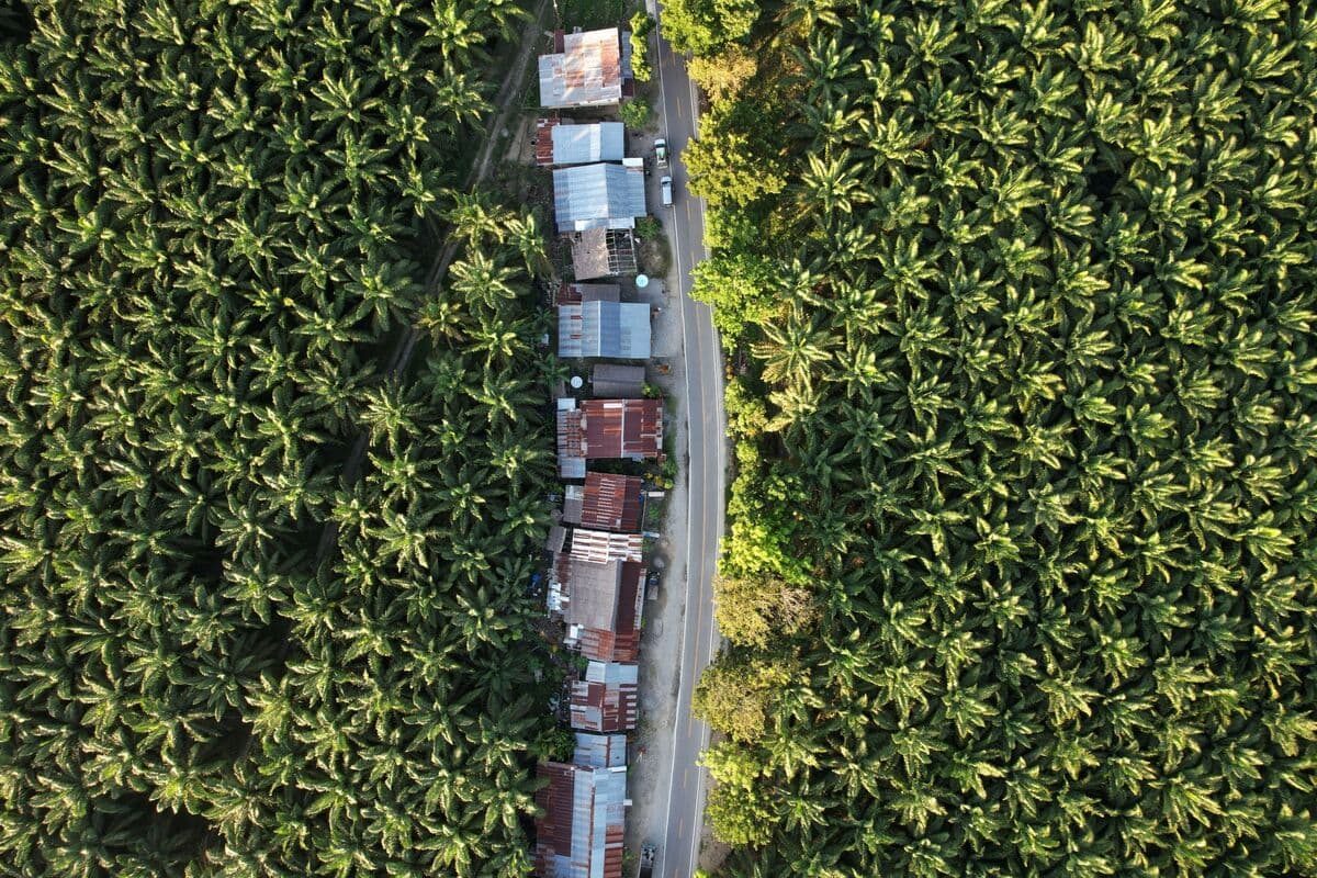 Indonesia's Export Controls on Palm, Coal May Reshape Global Supply Chains